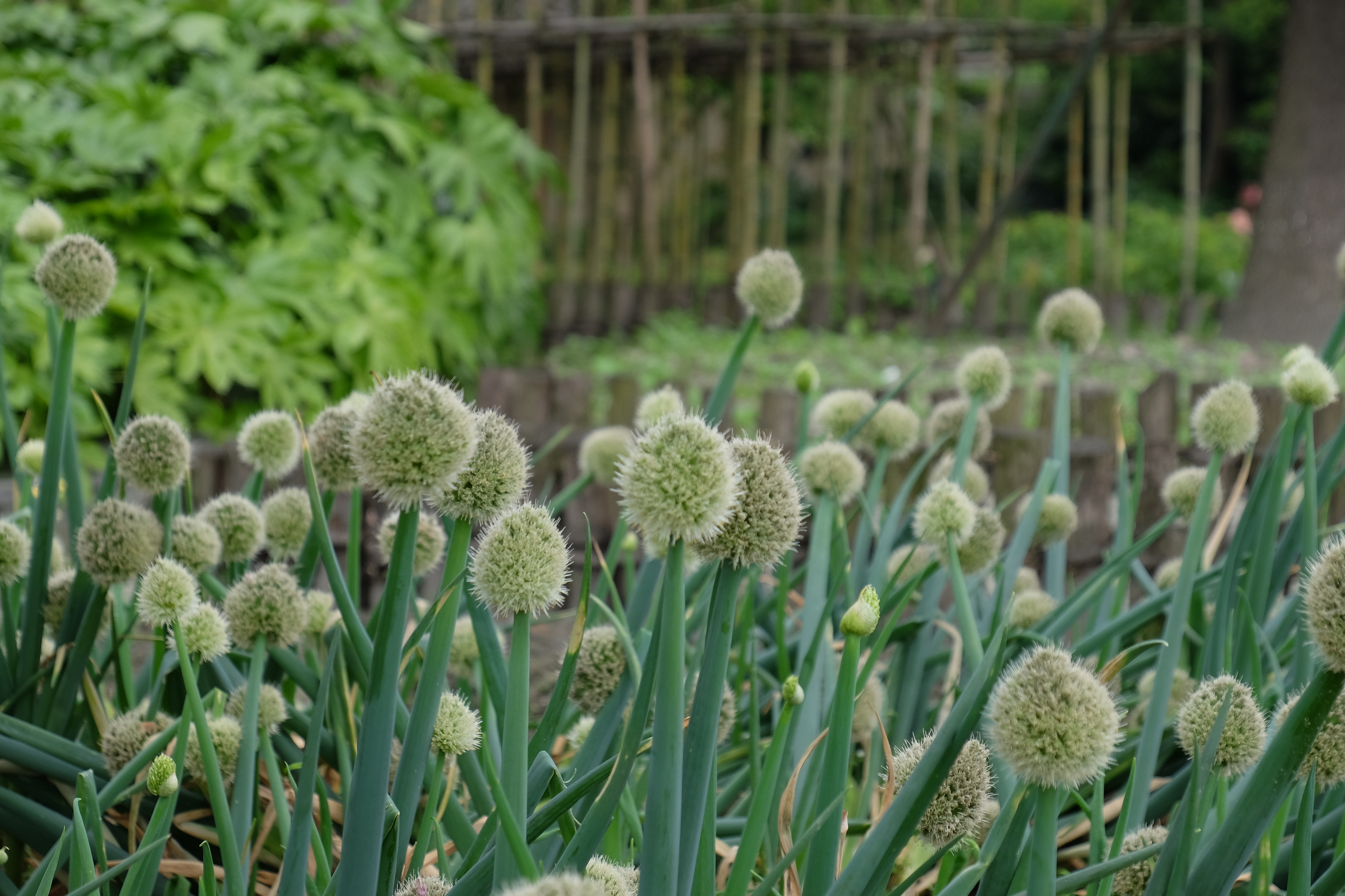 six senses qing cheng mountain