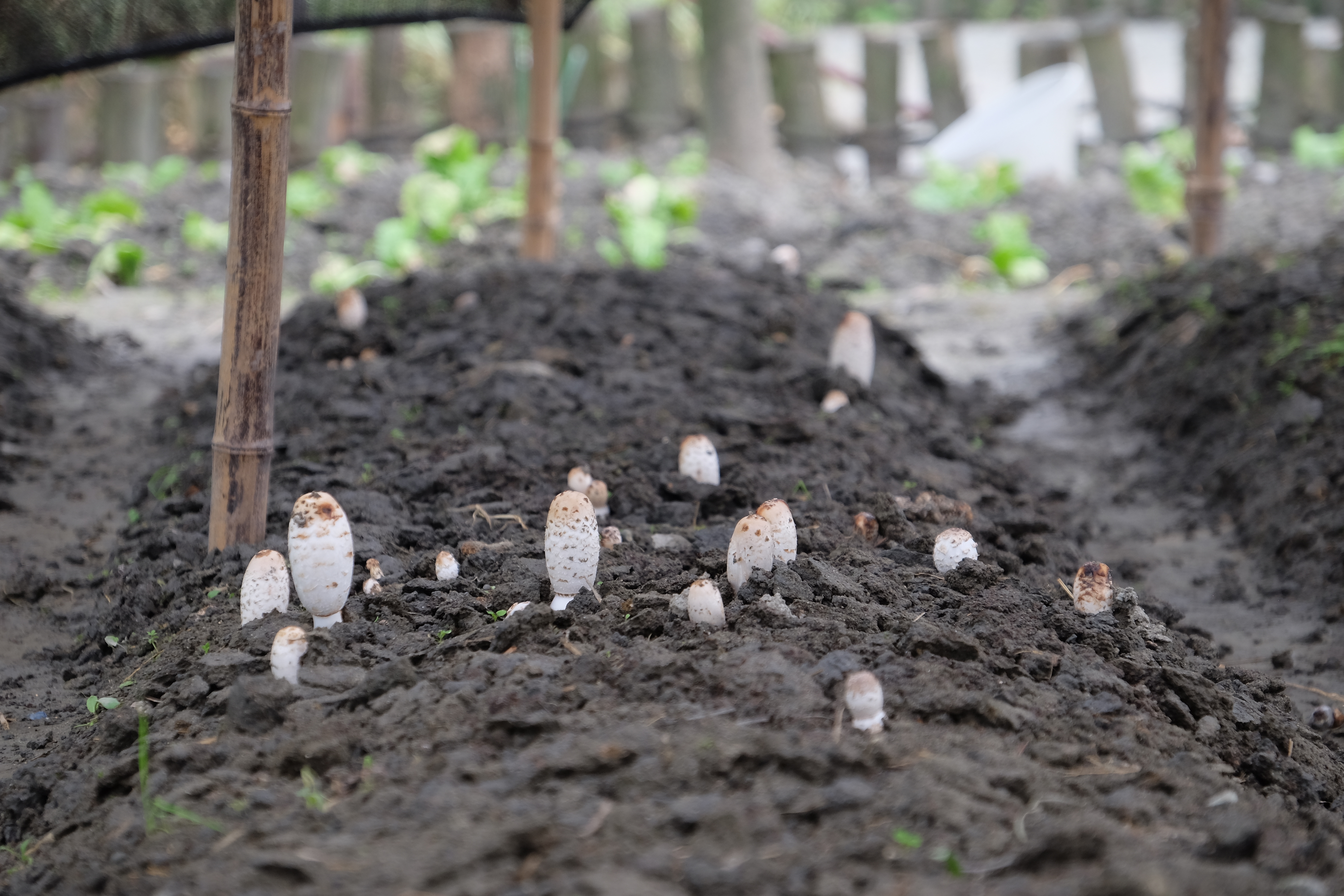 six senses qing cheng mountain