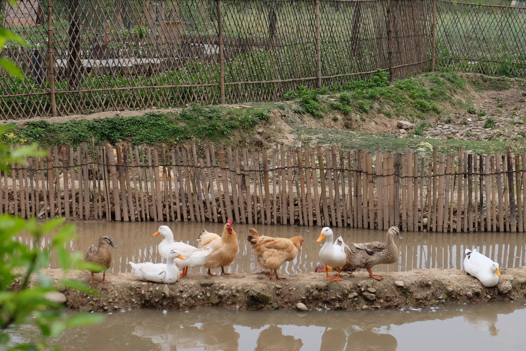 เล้าเป็ดไก่พร้อมบ่อน้ำเล็กๆ