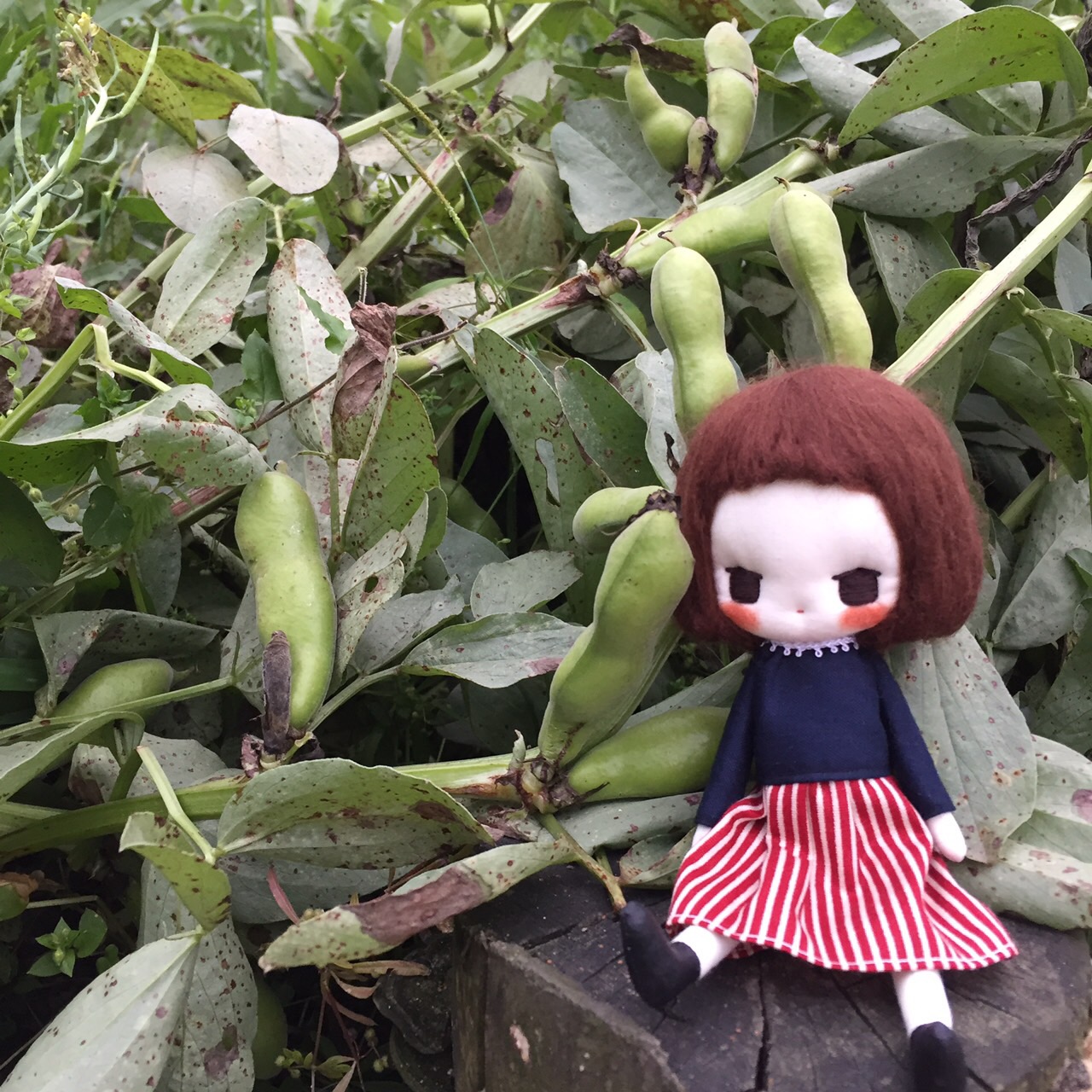 ถั่วยักษ์