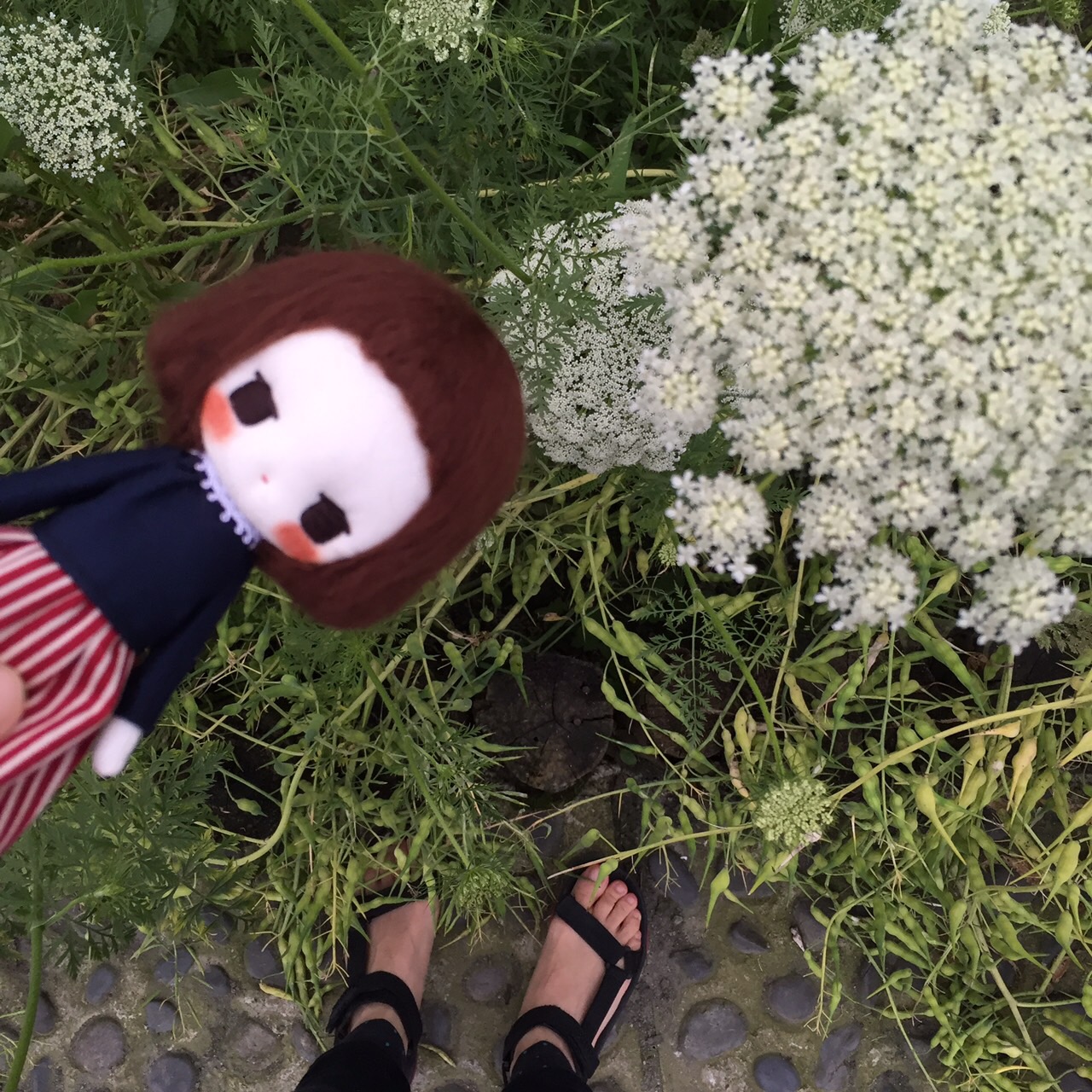 ดอกคึ่นช่าย