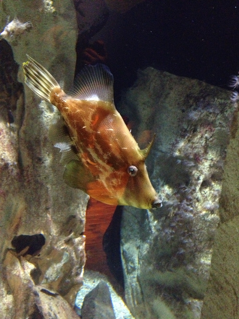 Sydney Sea Life Aquarium