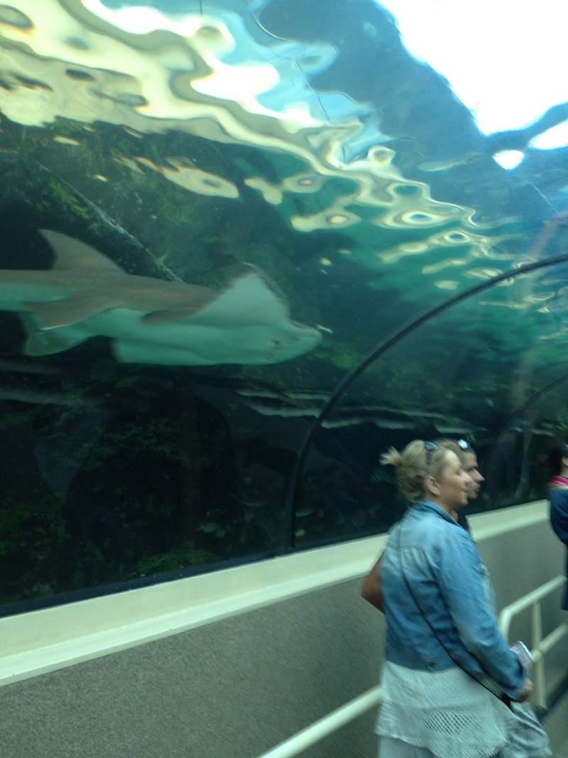 Sydney Sea Life Aquarium