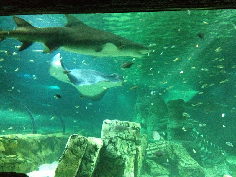Sydney Sea Life Aquarium