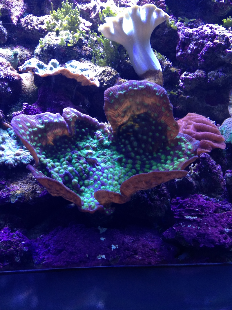 Sydney Sea Life Aquarium