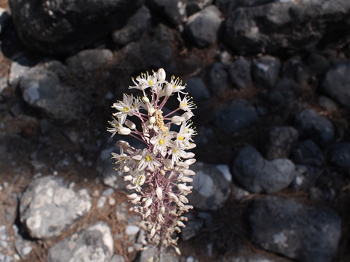 Samaria Gorge, Crete