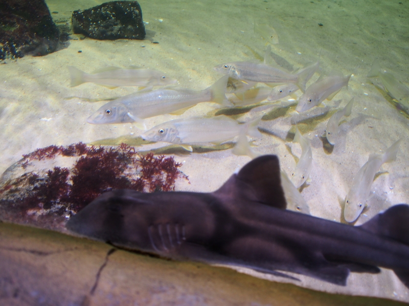 Sydney Sea Life Aquarium