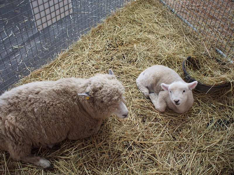 เห็นน่าเอ็นดูแบบนี้ ยังจะกินแกะลงอีกเหรอคุณบู แบรรรรร...