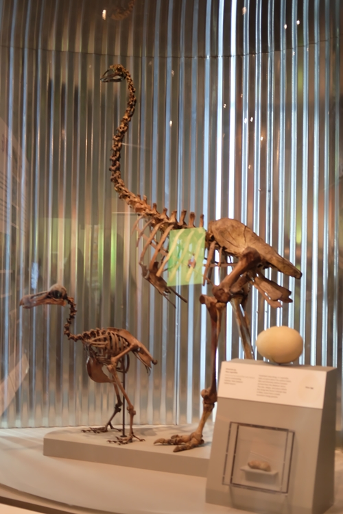 Natural History Museum, Washington DC