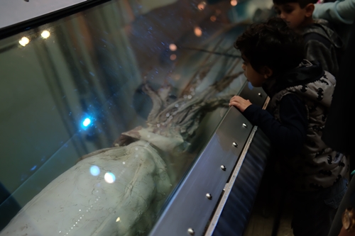 Natural History Museum, Washington DC