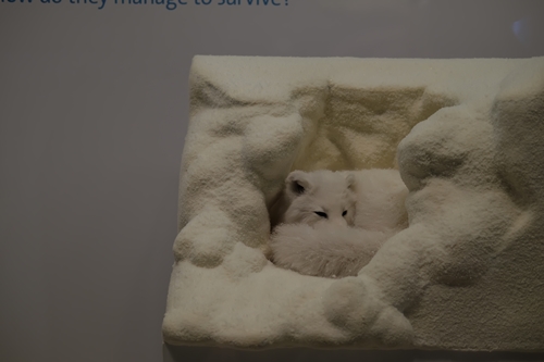 Natural History Museum, Washington DC