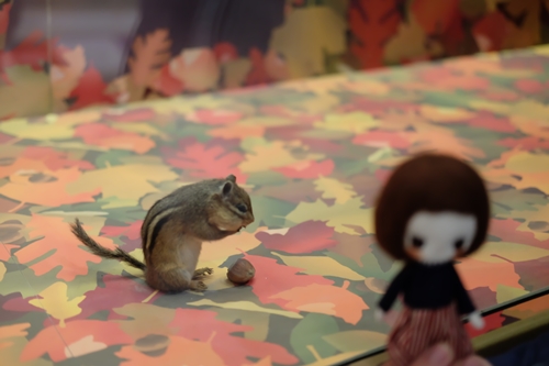 Natural History Museum, Washington DC