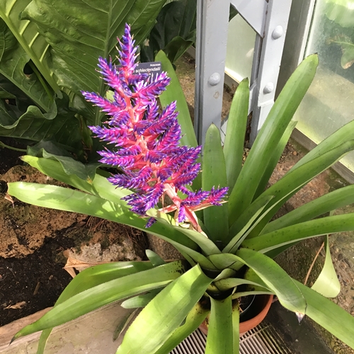 ๊United States Botanic Gardens