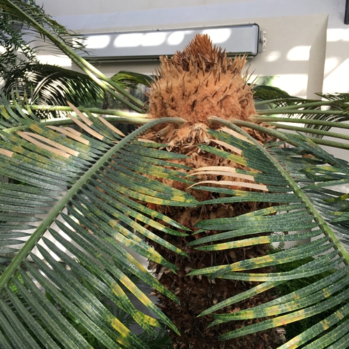 ๊United States Botanic Gardens