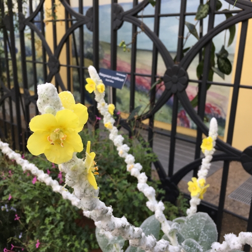 ๊United States Botanic Gardens