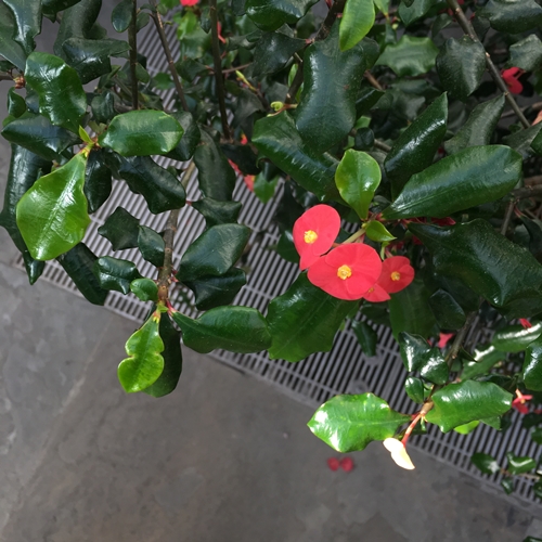 ๊United States Botanic Gardens