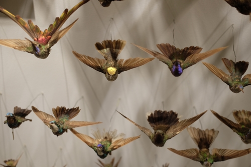 Harvard natural history museum