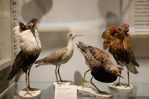 Harvard natural history museum