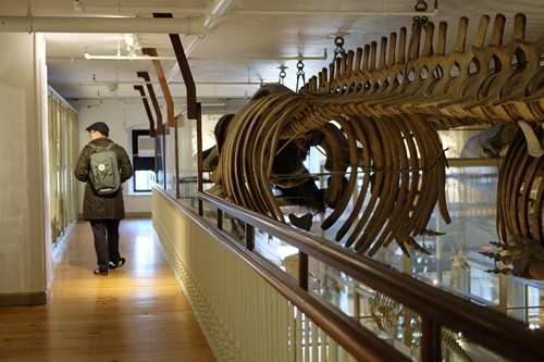 Harvard natural history museum