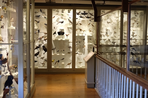 Harvard natural history museum