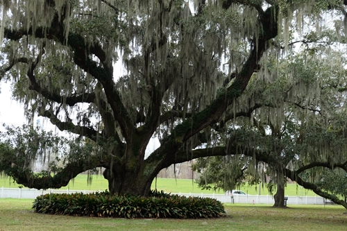 ์์New Orleans Plantation