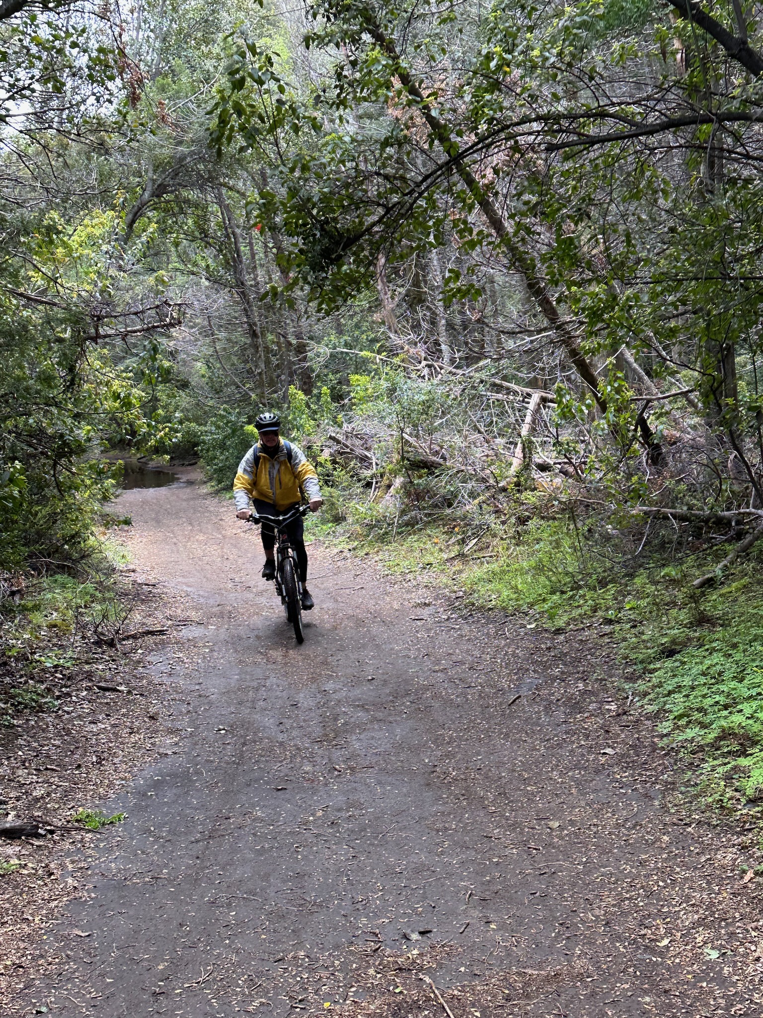 Papá pedaleando en el bosque de Arrayanes