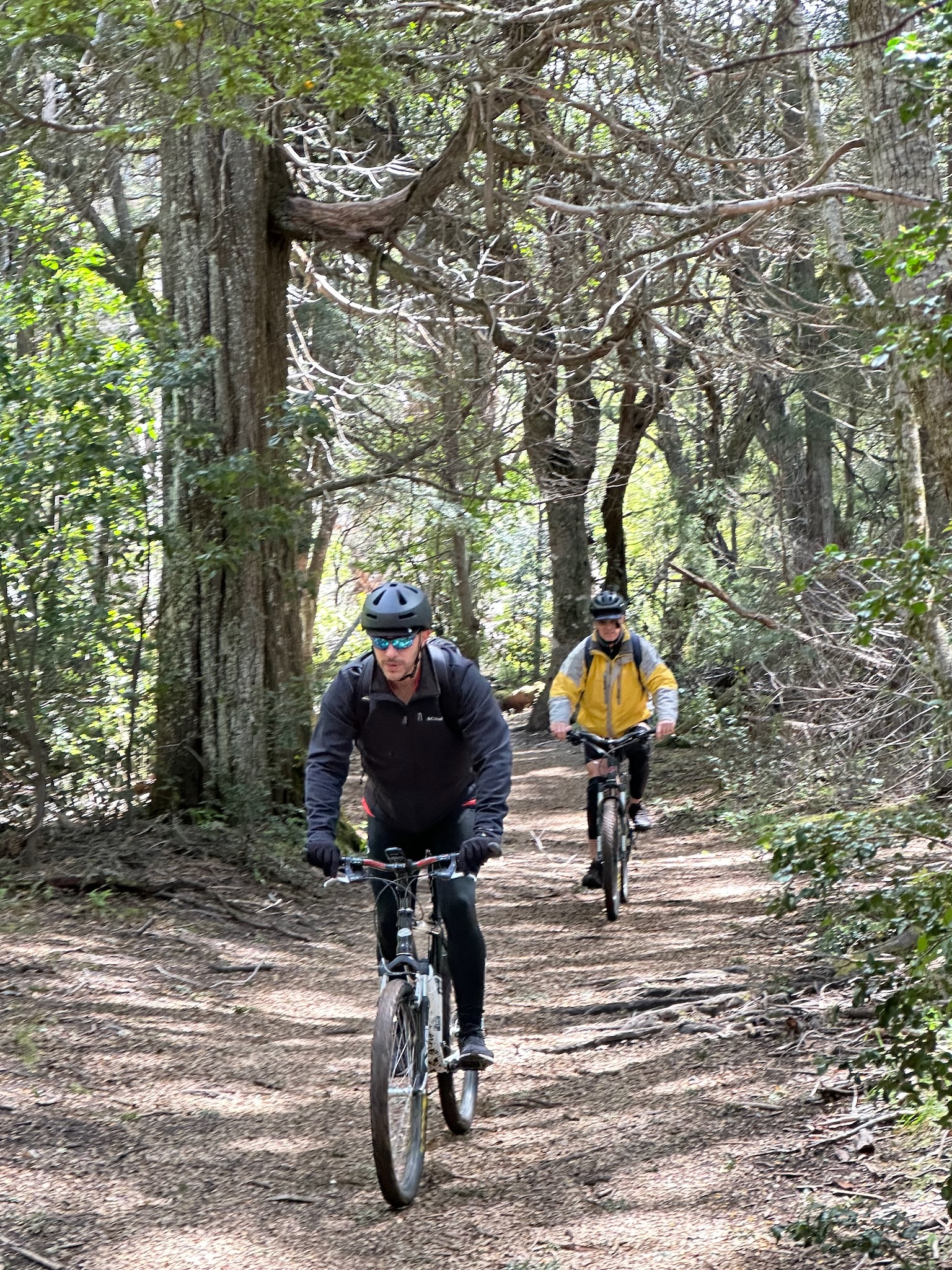 Papá y yo pedaleando en el bosque de Arrayanes
