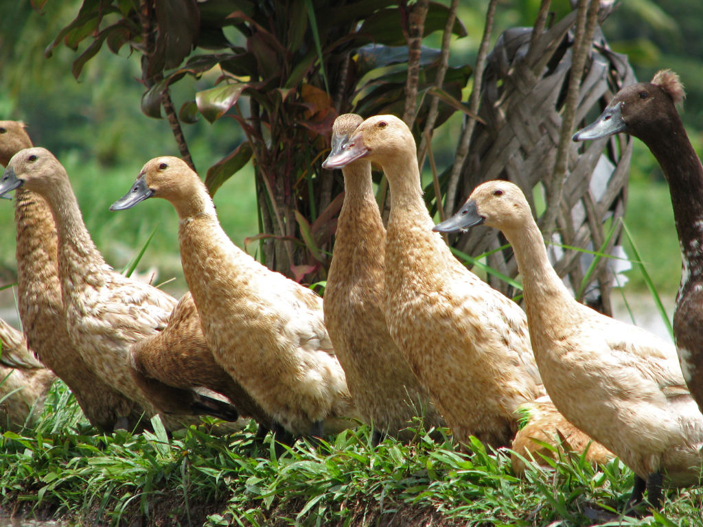 Unduh Gratis Gambar 100 Must Eat Local Street Food In Medan Lengkap Makanmana Terkeren by Lampung Hits