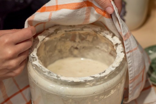 Sourdough active starter
