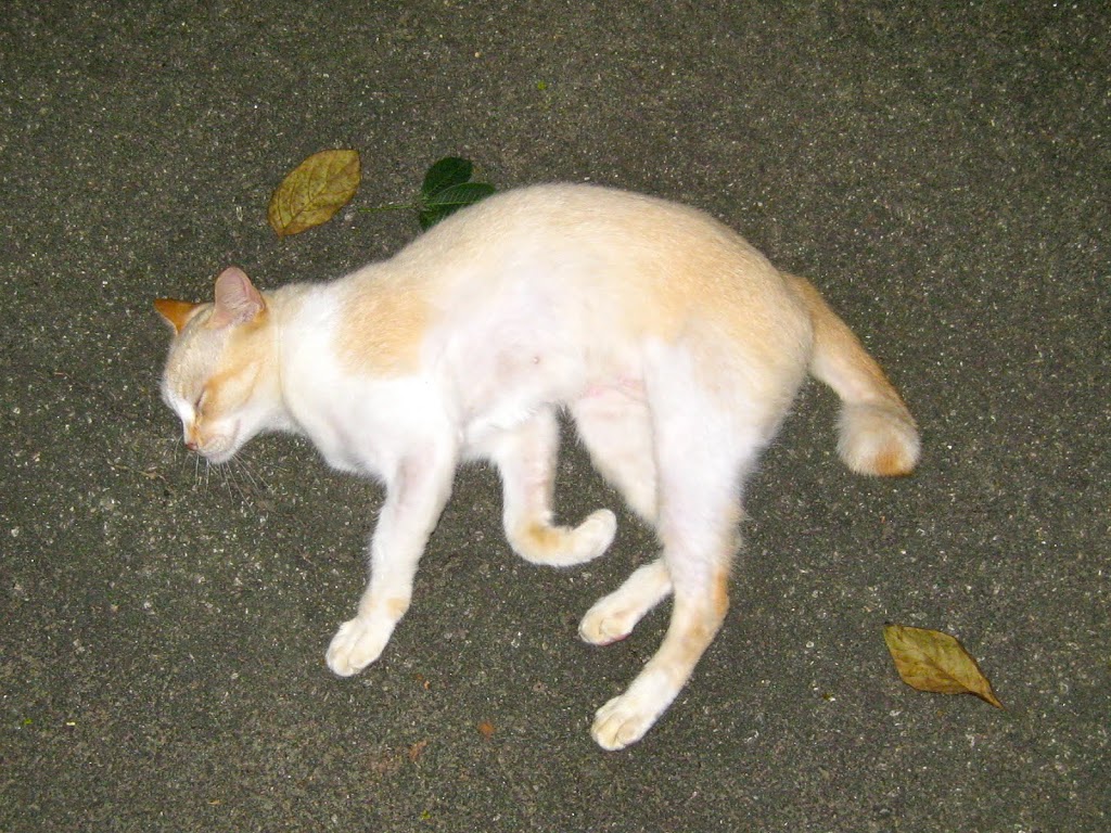 Brazo de Mercedes the Cat