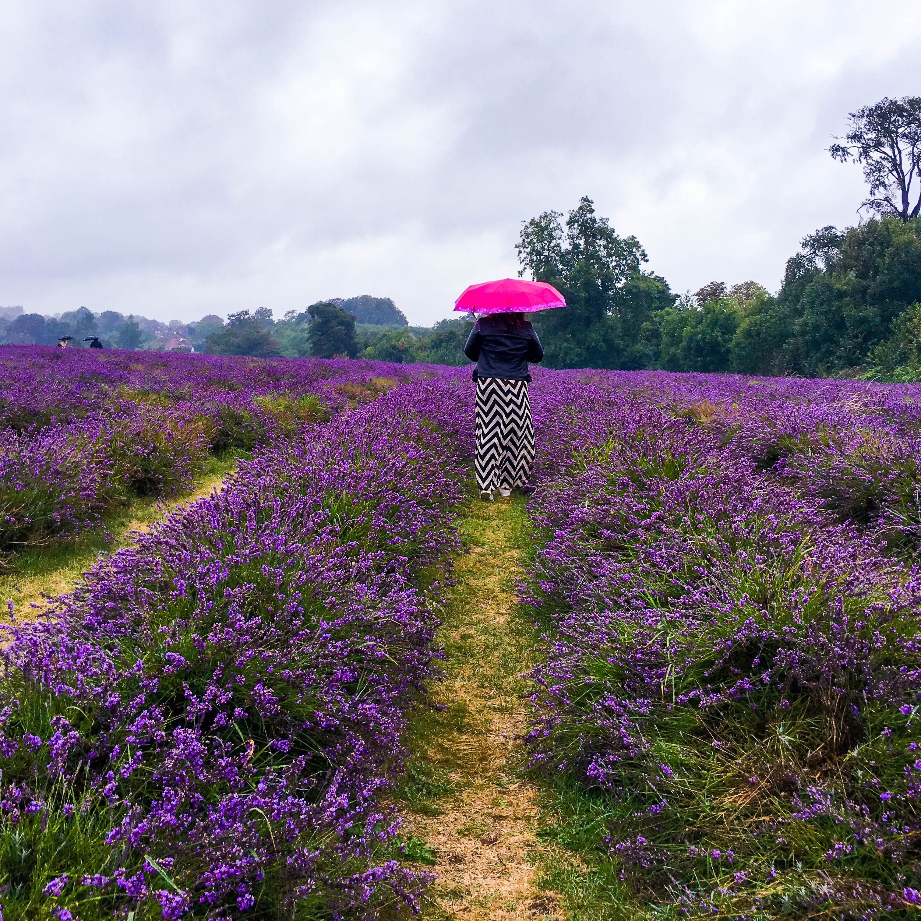 Mayfields Lavender Fields {Deetour}