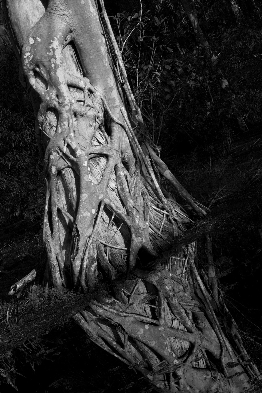 Cypress, Riverbend Reflection, Riverbend Park, Jupiter, FL