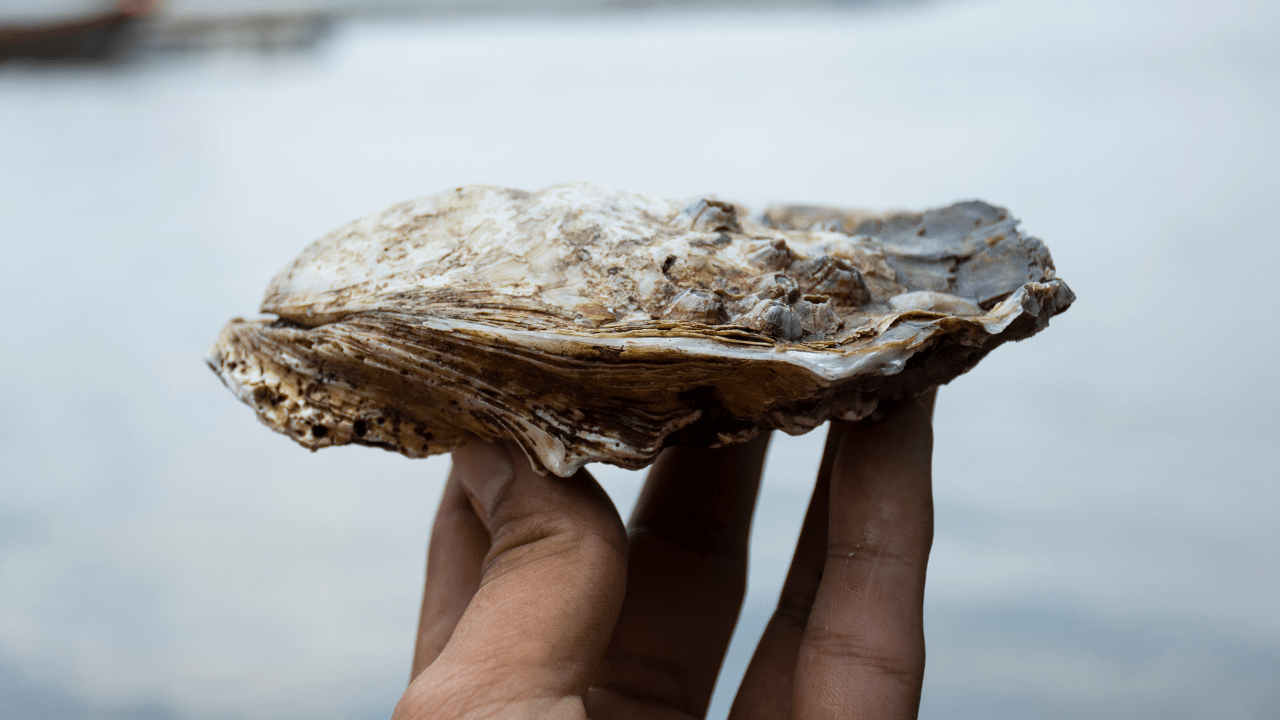 World is Your Oyster