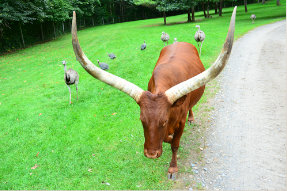 Adirondack animal land