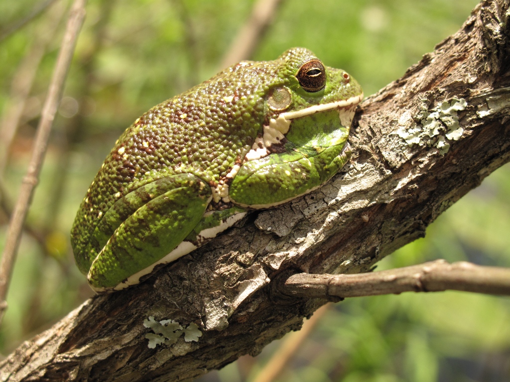 Barking Tree Frog Images Stock Photos Vectors Shutterstock
