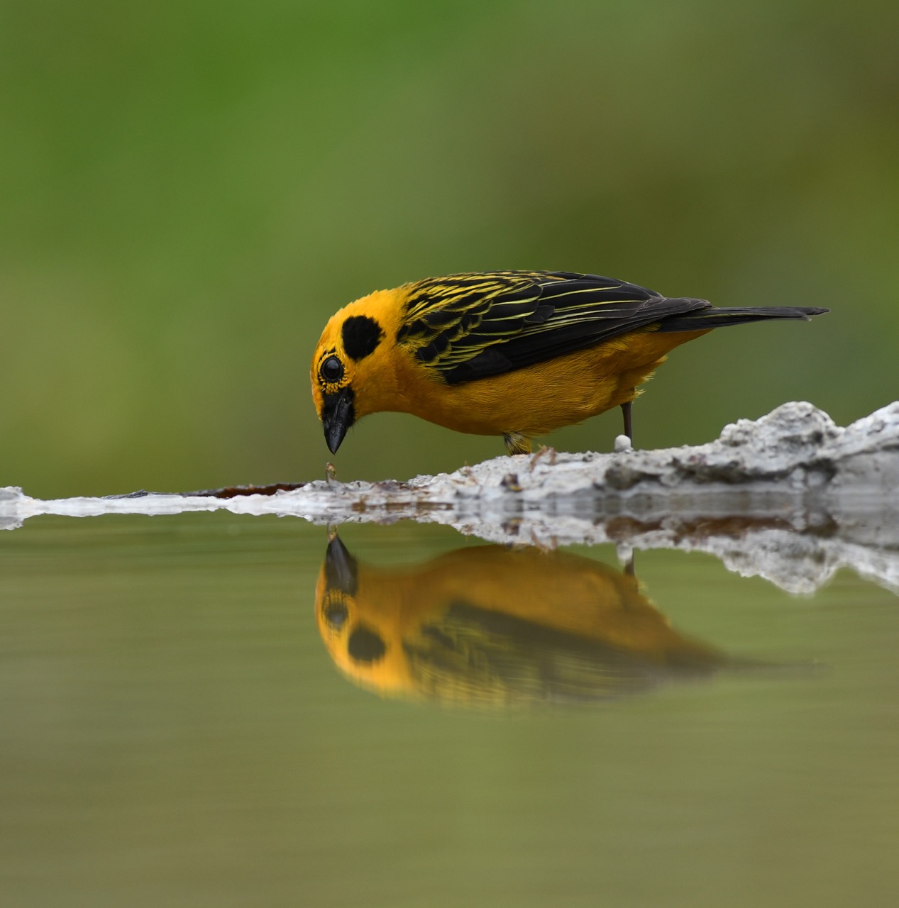 Golden Tanager