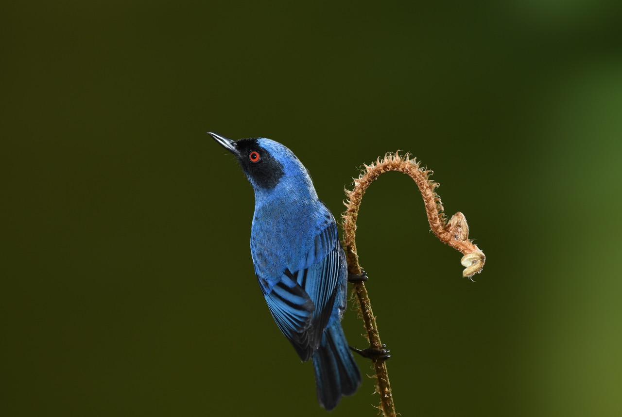 Masked flowerpiercer