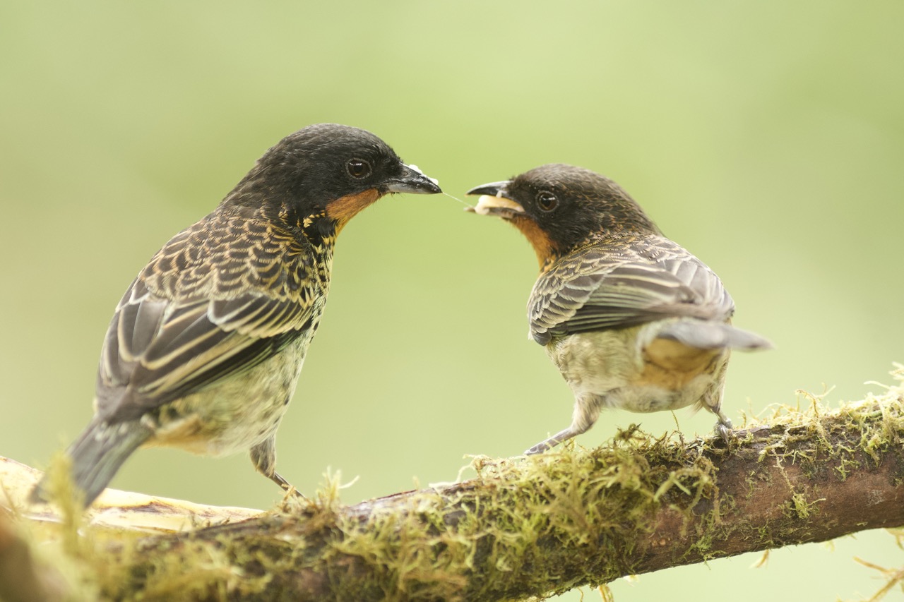 Rufous throated Tanager
