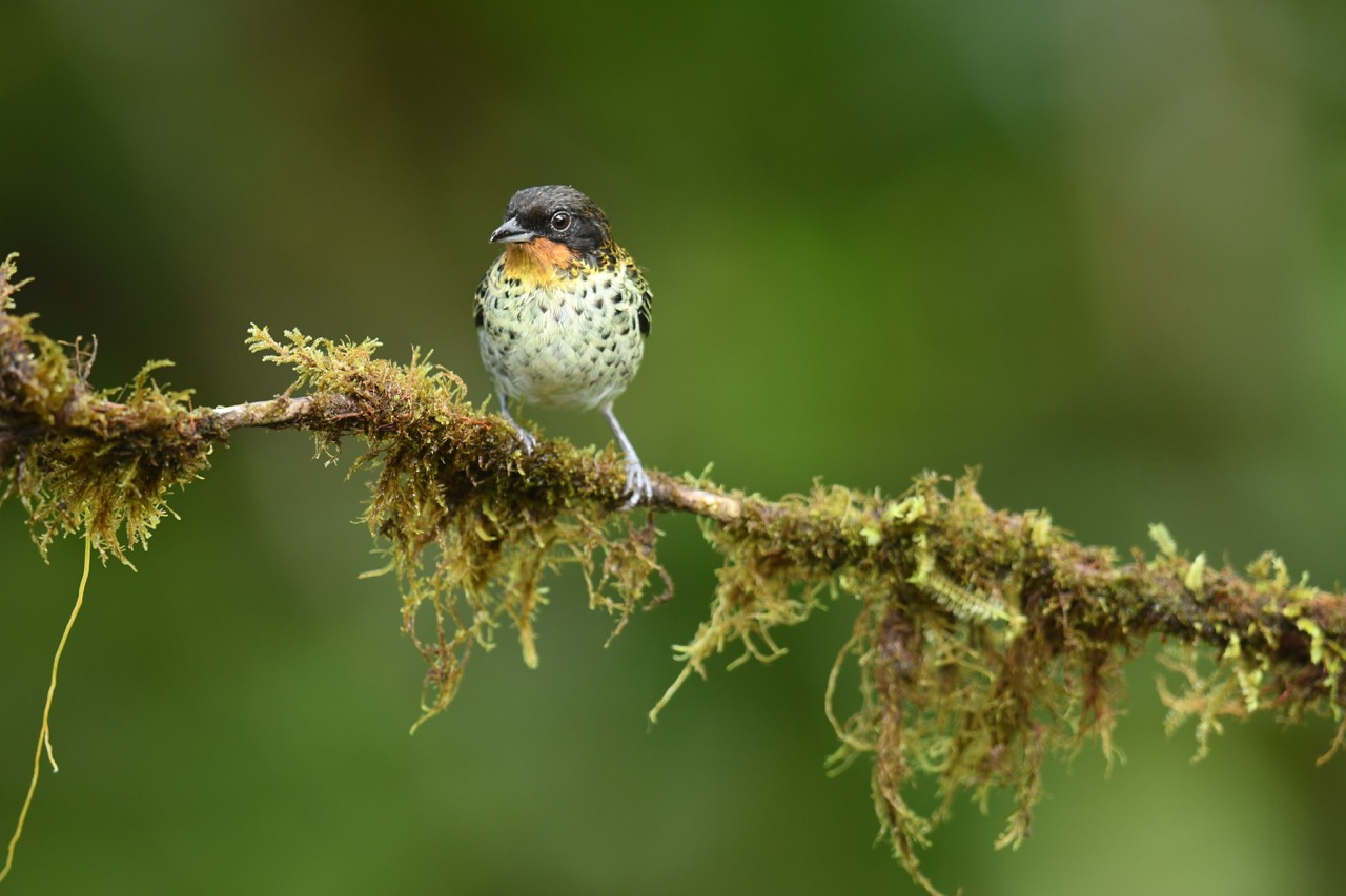Rufous throated Tanager