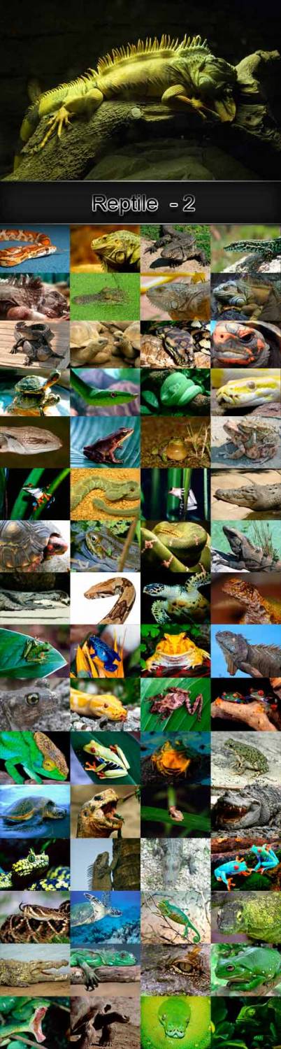 Reptile raster graphics