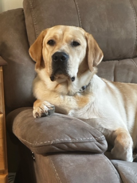 Moose, an English Yellow Lab, looking at the camera