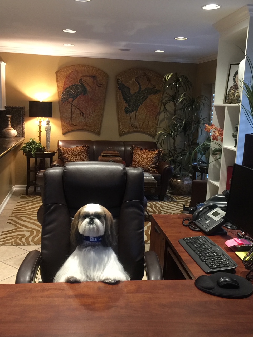 Pets Grooming Service for Dogs and Cats