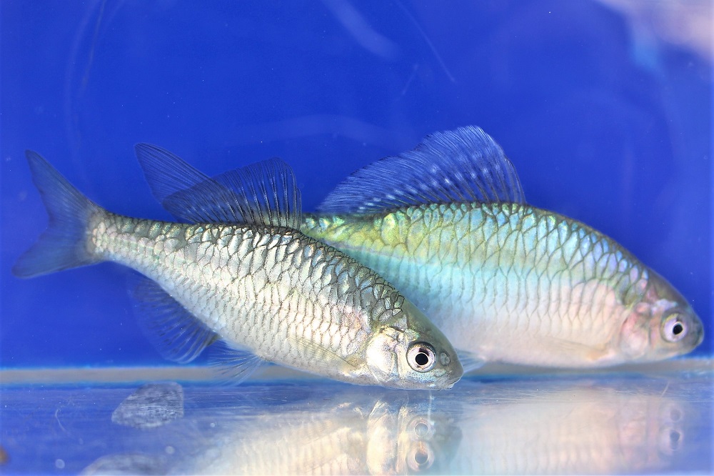 日本淡水魚 | 土浦観賞魚