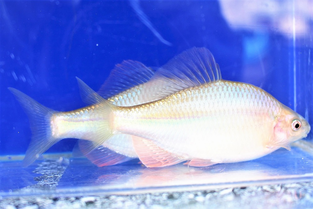 観賞魚 第34回日本観賞魚フェア優勝魚一覧｜神畑養魚株式会社