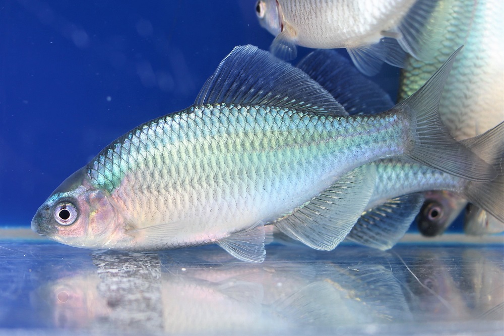 カネヒラブルーメタリック | 土浦観賞魚