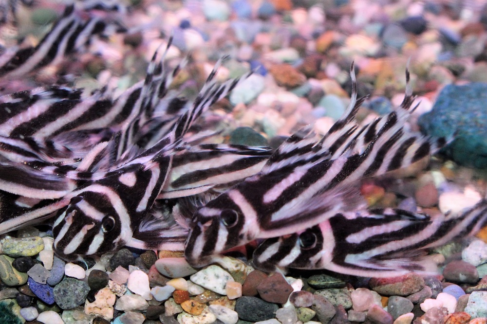 ☆インペリアルゼブラプレコ☆ | 土浦観賞魚 ☆インペリアルゼブラプレコ☆ | 土浦観賞魚