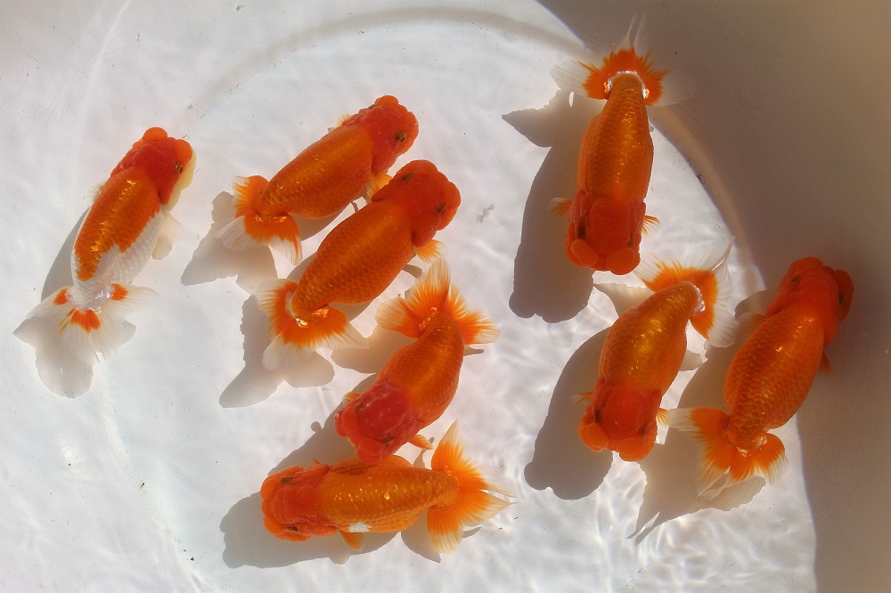 優良系統 らんちゅう ☆二歳魚☆らんちゅう☆関東優良系統☆ | 土浦観賞魚