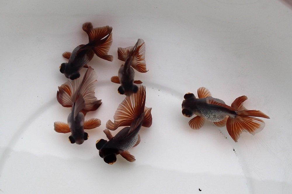 更紗蝶尾 二歳魚 （親魚上物）ペア