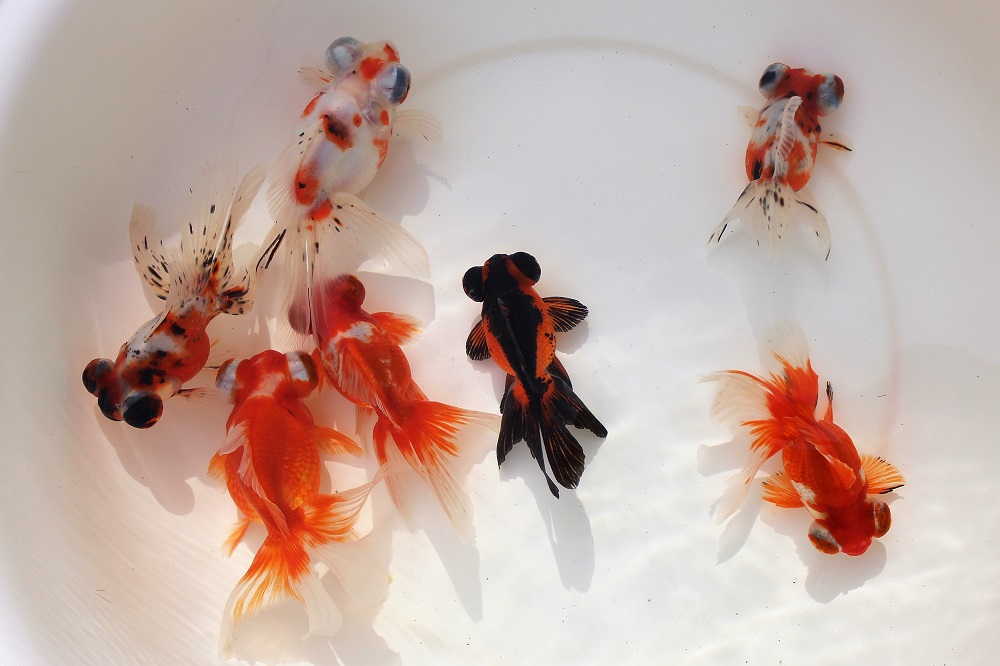 ☆三歳魚☆平賀出目金☆極上個体☆ | 土浦観賞魚