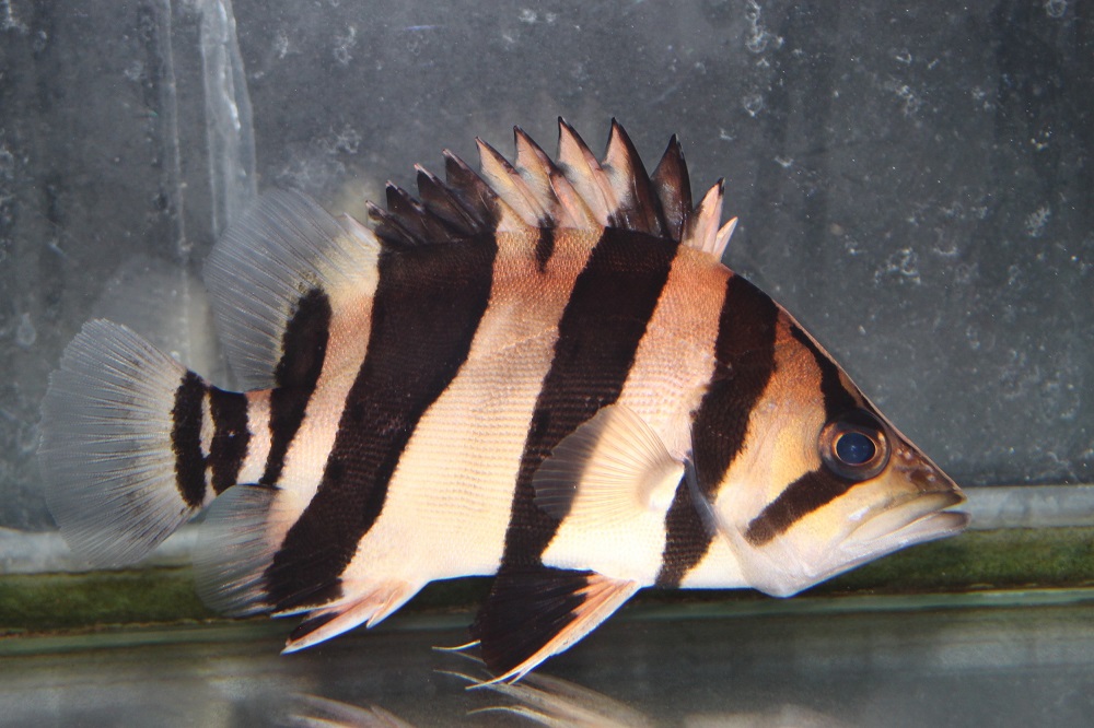 ダトニオ リアルバンド入荷しました。 | 土浦観賞魚